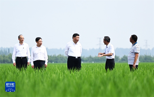 眉山市东坡区太和镇永丰村高标准水稻种植基地