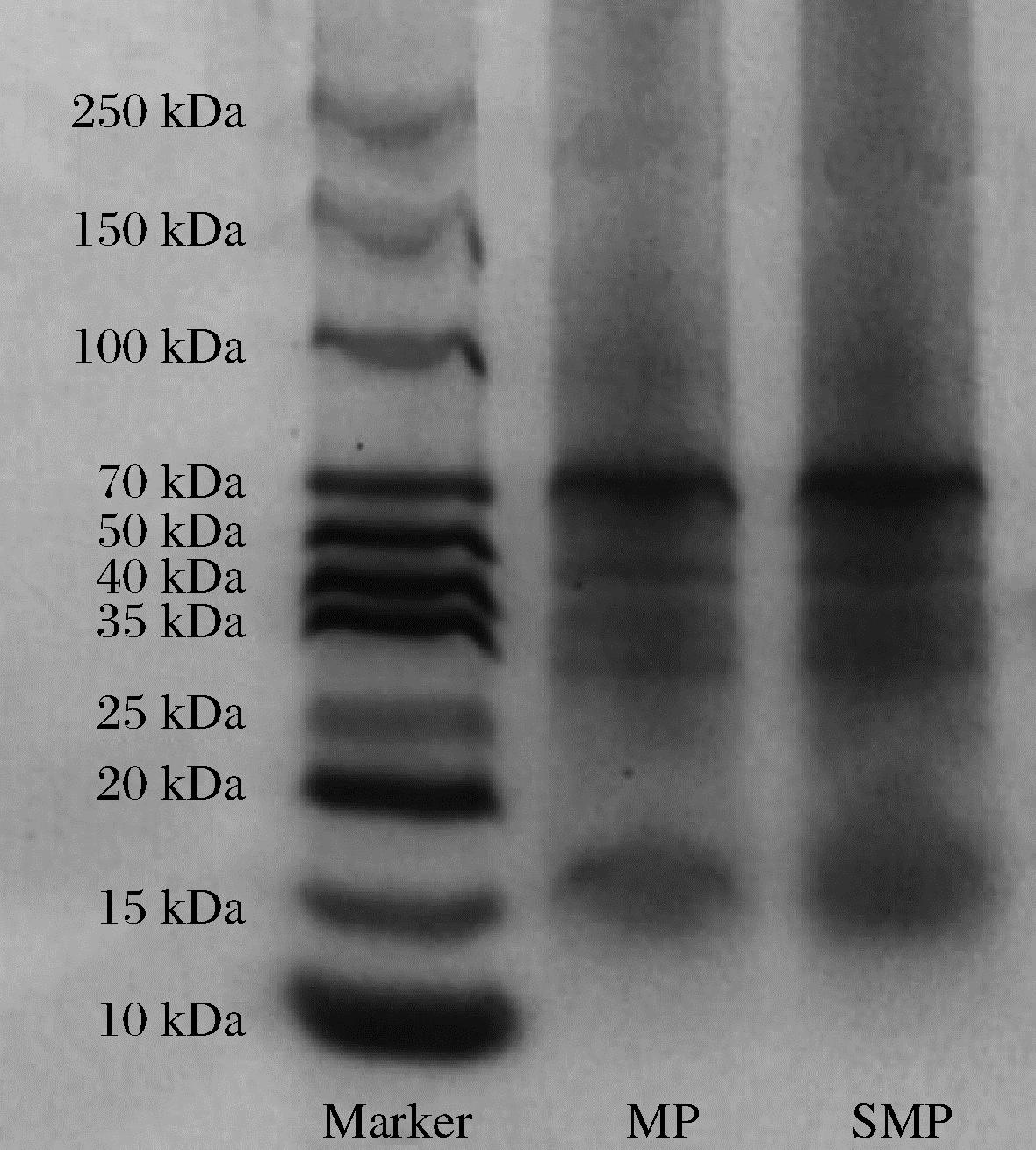 SDS-PAGE